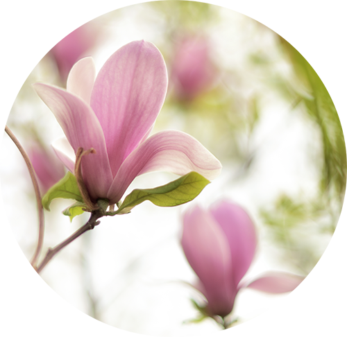 Magnolia blomst